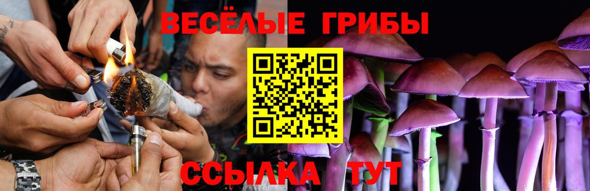 Галлюциногенные грибы Psilocybine cubensis Новоалтайск